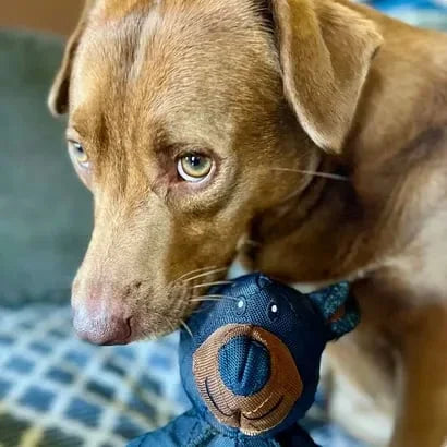 Ted™ – Das unzerstörbare Kauspielzeug