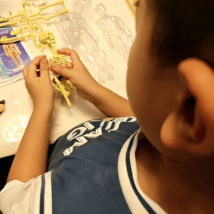 AnatoVision™ – Realistischer 3D-Modus der menschlichen Anatomie