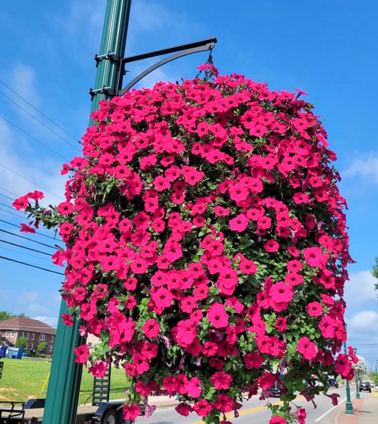 BloomLuxe™ – Künstliche Winde