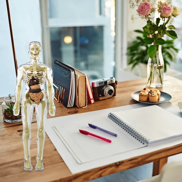 AnatoVision™ – Realistischer 3D-Modus der menschlichen Anatomie