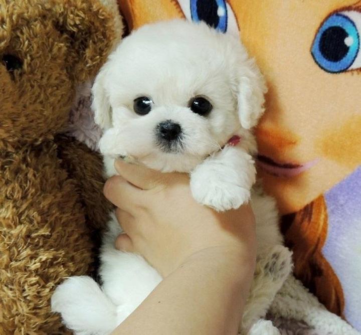 LieberTeddy™ 2.0 - Ein realistisches Haustierspielzeug
