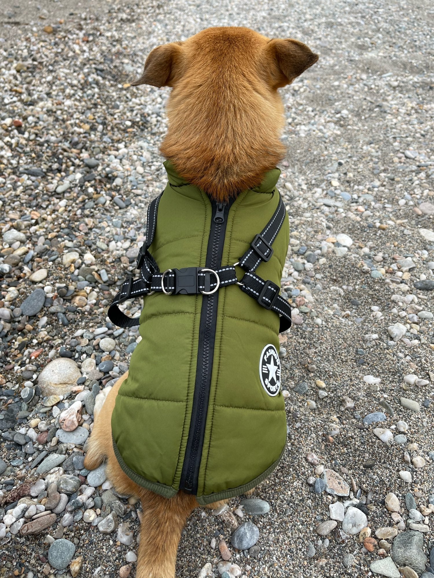 PawShield™ – Die 3-in-1 Hundejacke