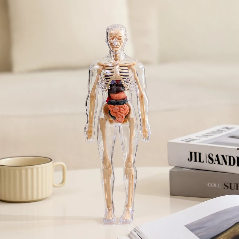 AnatoVision™ – Realistischer 3D-Modus der menschlichen Anatomie