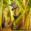 AquaSong™ – Kolibri-Regenkette