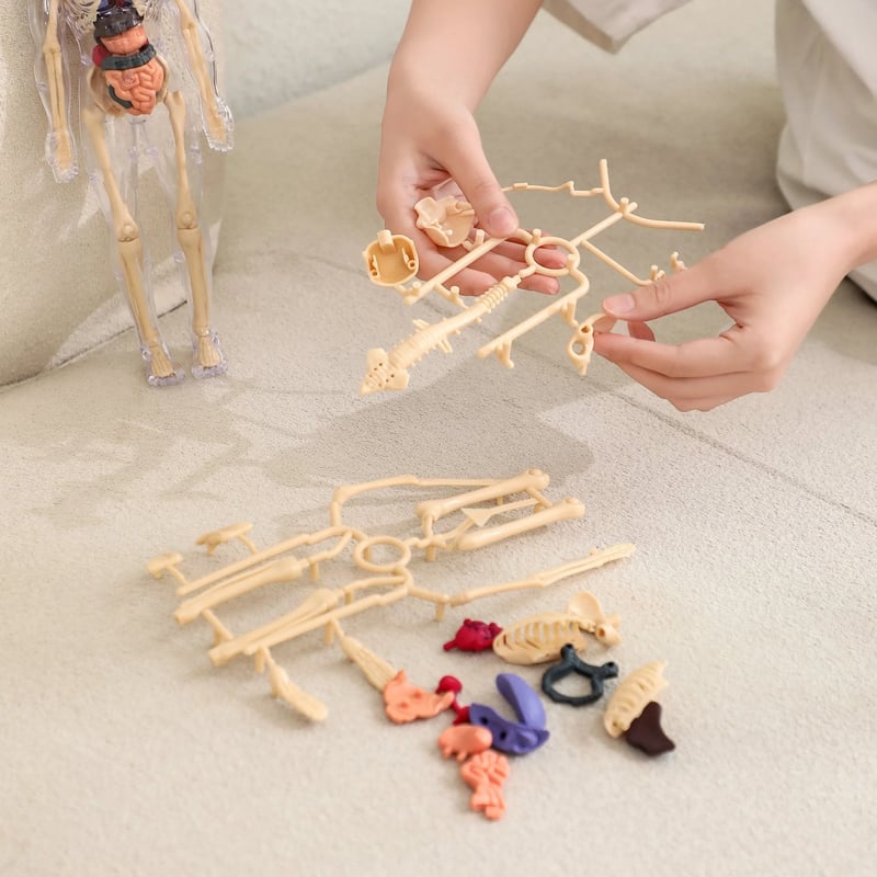 AnatoVision™ – Realistischer 3D-Modus der menschlichen Anatomie