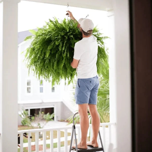 EverFern™ – Künstliche Farnpflanze